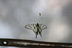 Protographium epidaus epidaus