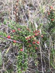 Cotoneaster horizontalis
