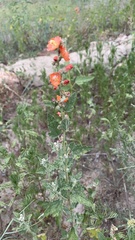 Sphaeralcea fendleri