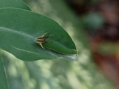 Polyura hebe