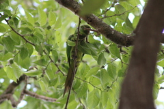 Eupsittula nana