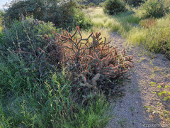 Cylindropuntia acanthocarpa acanthocarpa
