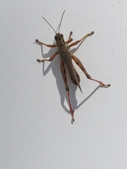 Orthoptera
