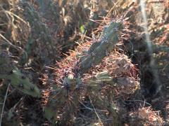 Cylindropuntia acanthocarpa acanthocarpa