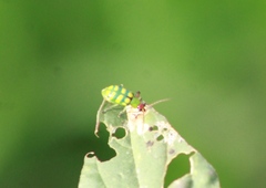 Diabrotica balteata