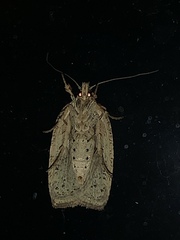 Agonopterix