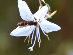 Parancistrocerus fulvipes