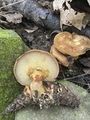 Boletinellus merulioides