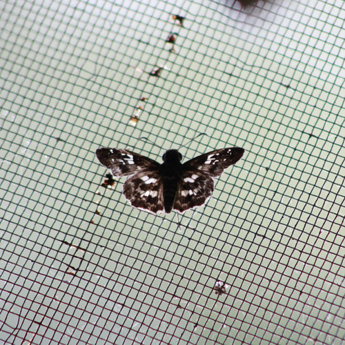Orcinus Skipper