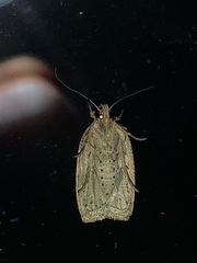 Agonopterix