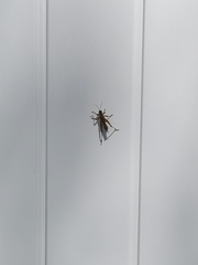 Orthoptera