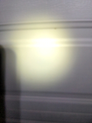 Coelostathma discopunctana