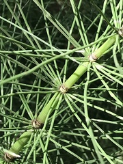 Equisetum telmateia