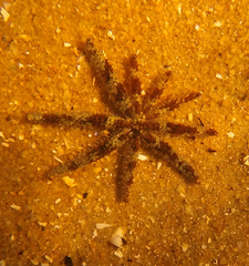 Coscinasterias muricata