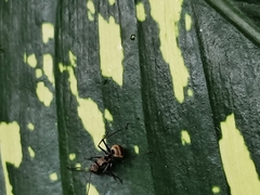 Polyrhachis illaudata