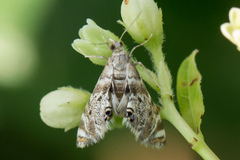 Petrophila fulicalis