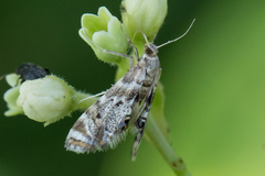 Petrophila fulicalis