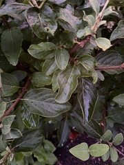 Hydrangea paniculata