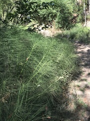 Equisetum telmateia