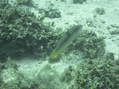 Halichoeres nicholsi