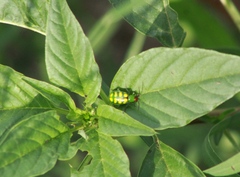 Diabrotica balteata