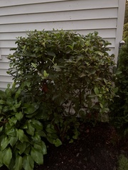 Hydrangea paniculata