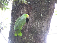 Amazona autumnalis