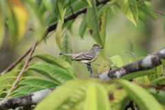 Elaenia flavogaster