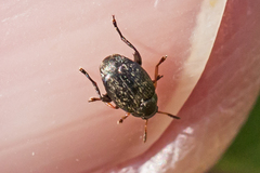 Bruchinae