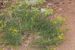 Erigeron inornatus