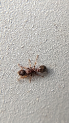 Tetramorium