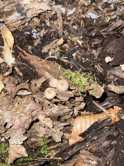 Melanophyllum haematospermum