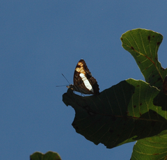 Adelpha phylaca phylaca
