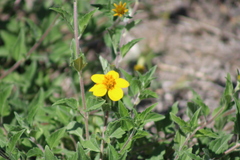 Sclerocarpus uniserialis