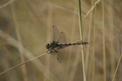 Ophiogomphus occidentis