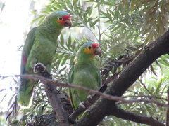 Amazona autumnalis