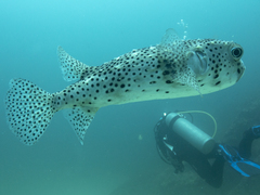 Chilomycterus reticulatus