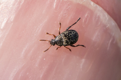 Bruchinae