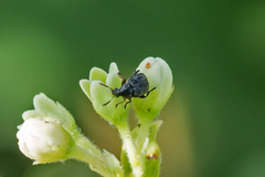 Bruchinae