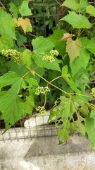 Ampelopsis glandulosa heterophylla