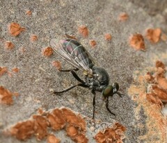 Atomosia melanopogon