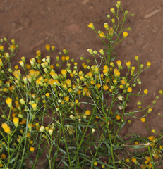 Erigeron inornatus