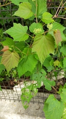 Ampelopsis glandulosa heterophylla
