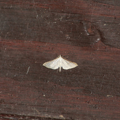 Blepharomastix colubralis