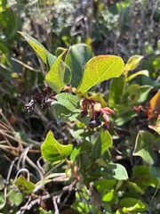 Gaultheria shallon