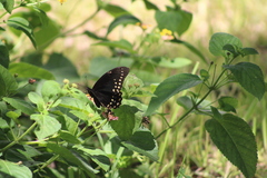 Papilio menatius