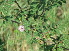 Mimosa asperata