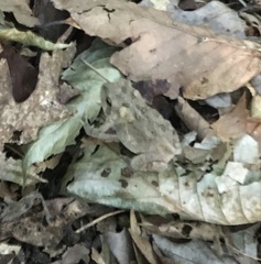 Anaxyrus americanus