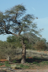 Vachellia erioloba