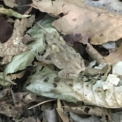 Anaxyrus americanus